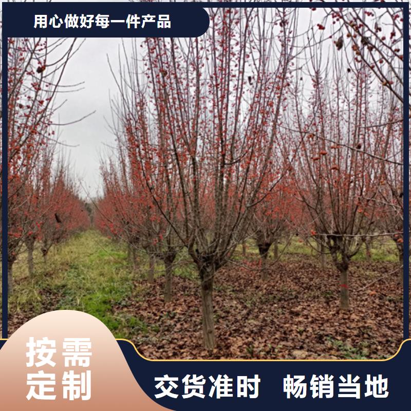 法桐行情品牌:翌昊苗木种植基地