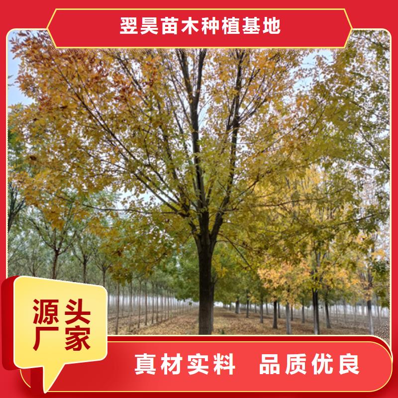 法桐小苗質量保證綠化喬木