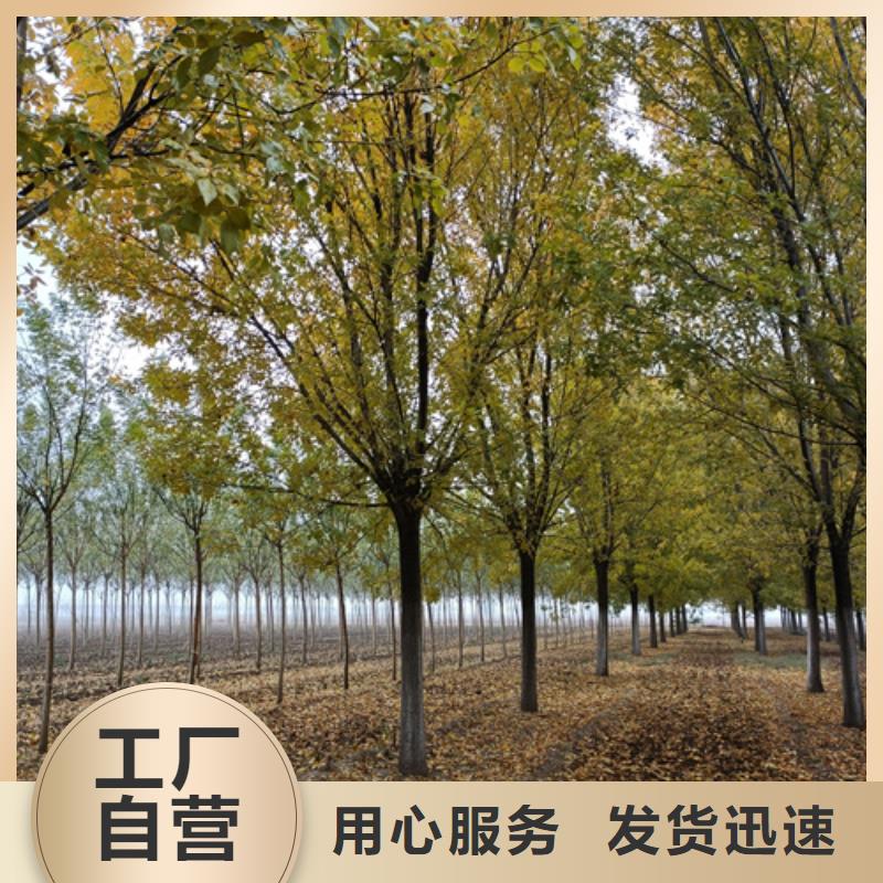 法桐_黄金槐选择我们没错