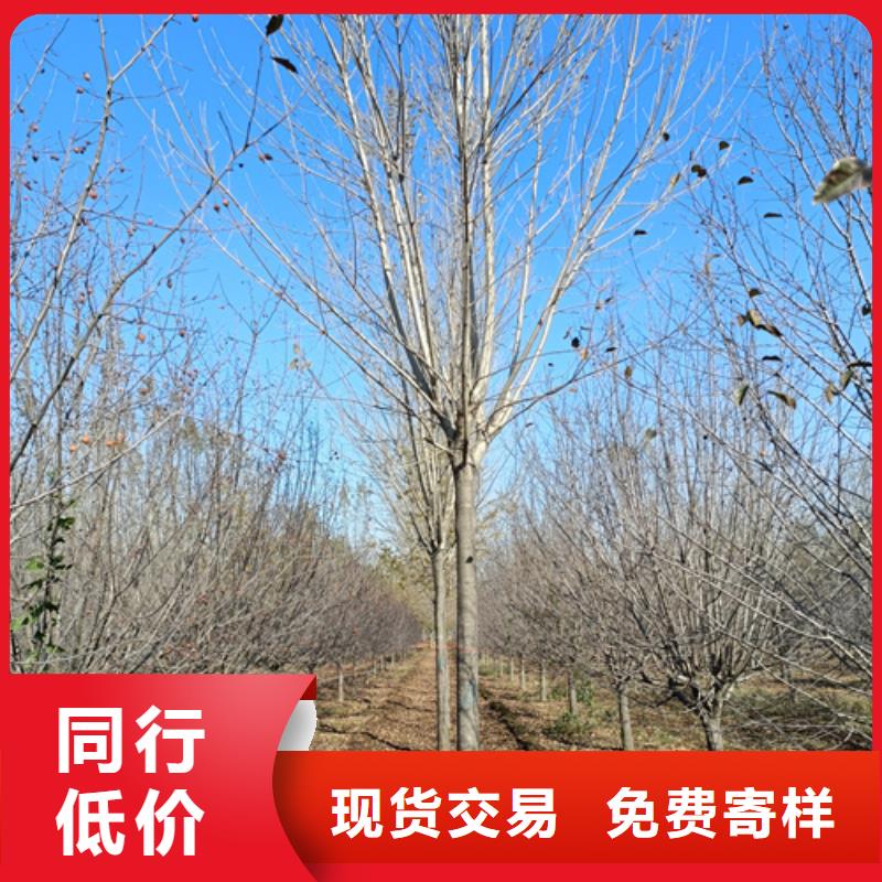 法桐_金叶槐优良工艺