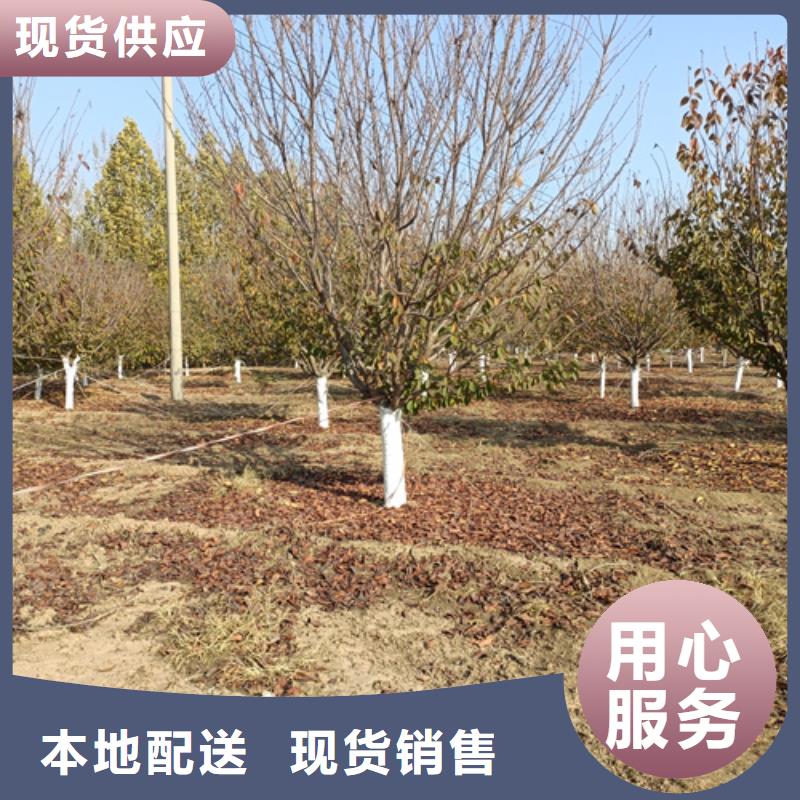 法桐批發價格