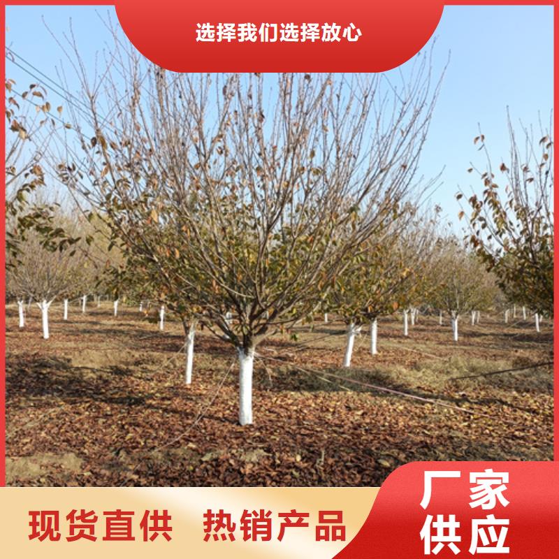 法桐小苗放心选择苗木基地