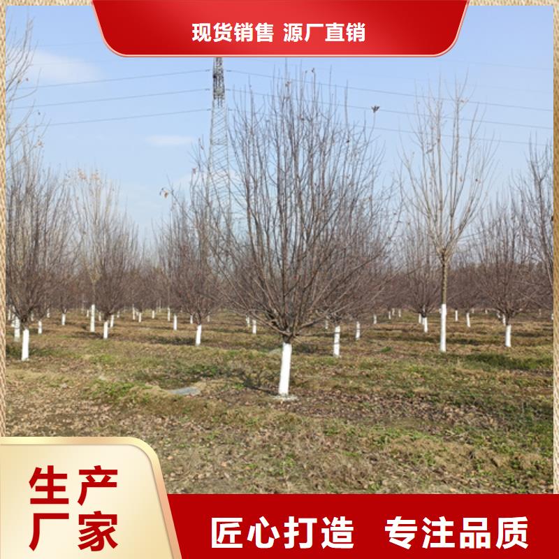 法桐基地规格全可满足不同需求