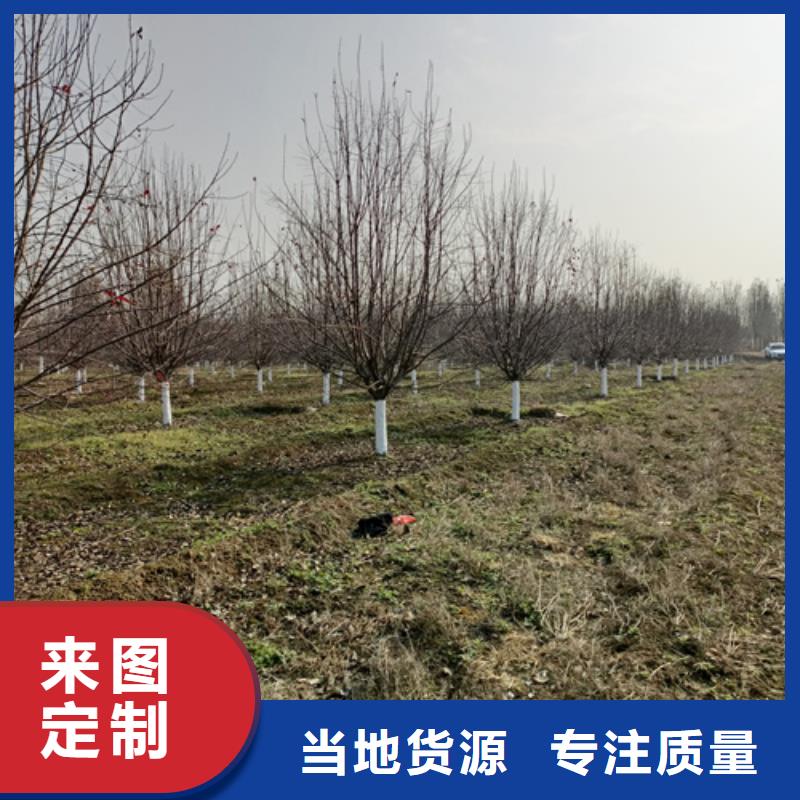 各种规格法桐种植基地绿化乔木