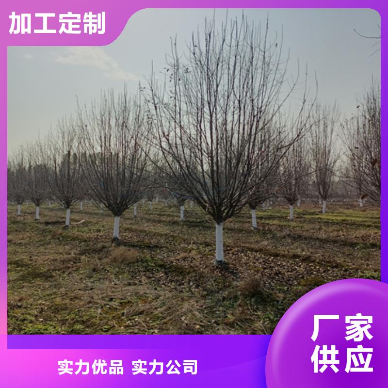 速生法桐貨源充足綠化喬木