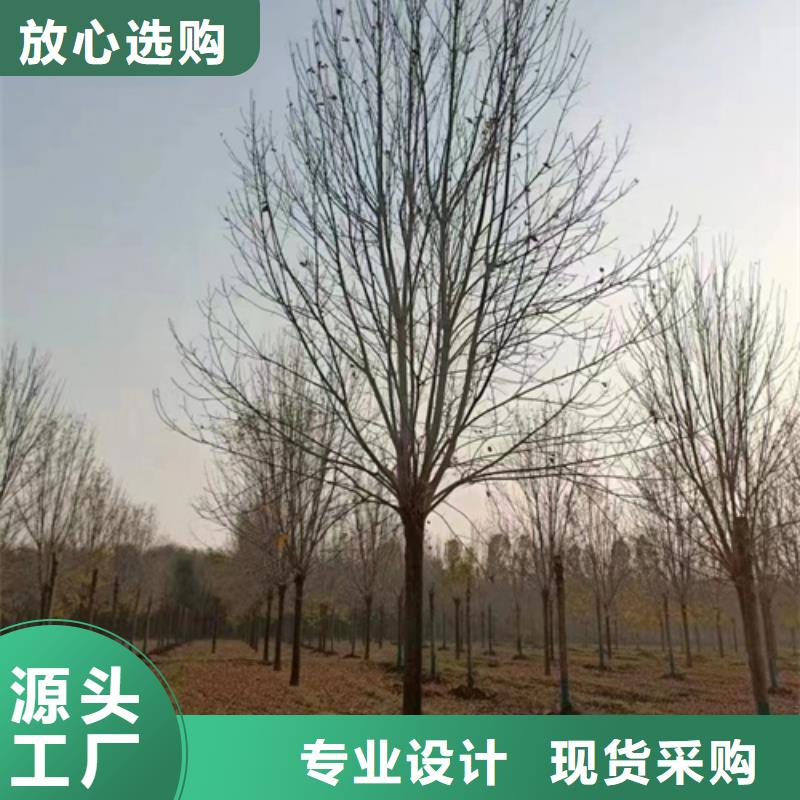 法桐现货齐全苗木基地