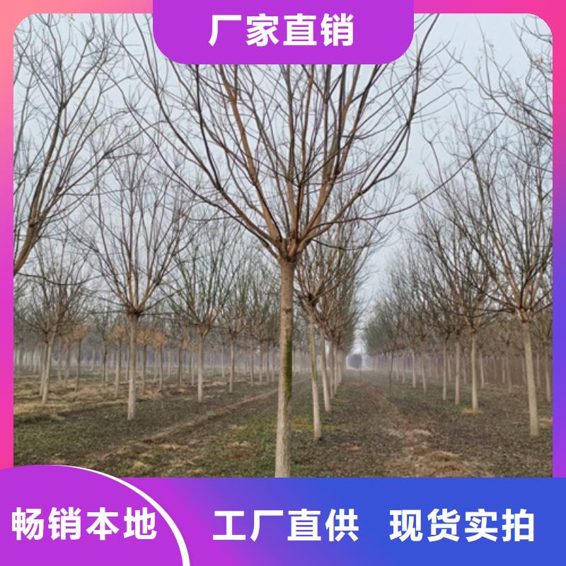 法桐小苗种植基地绿化苗木