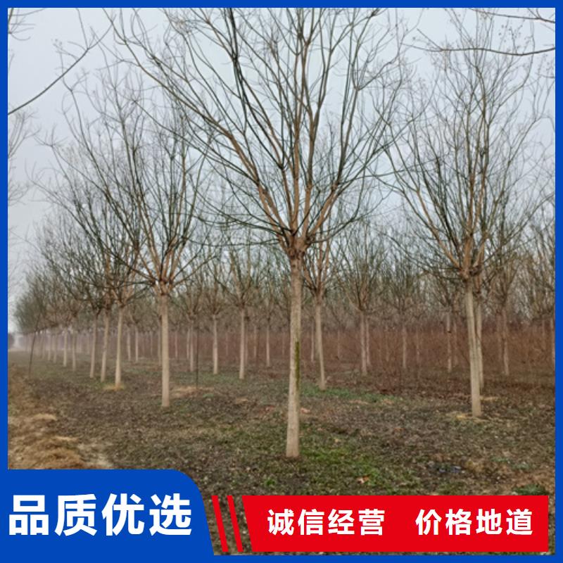 法桐炫丽海棠有口皆碑