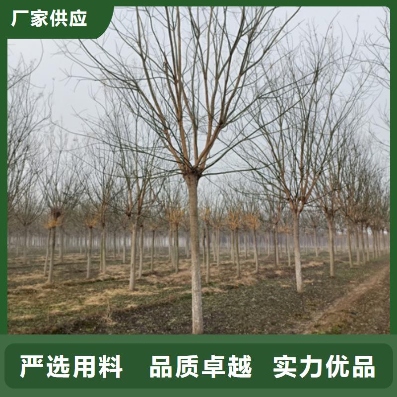 法桐,黄金槐精心打造