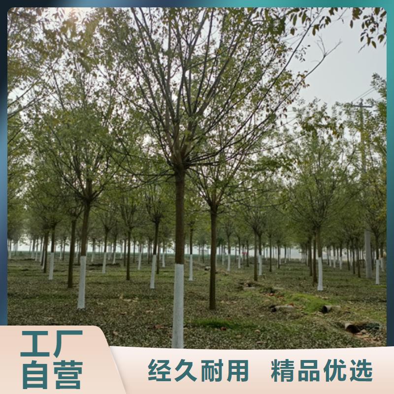 造型法桐-造型法桐厂家直发