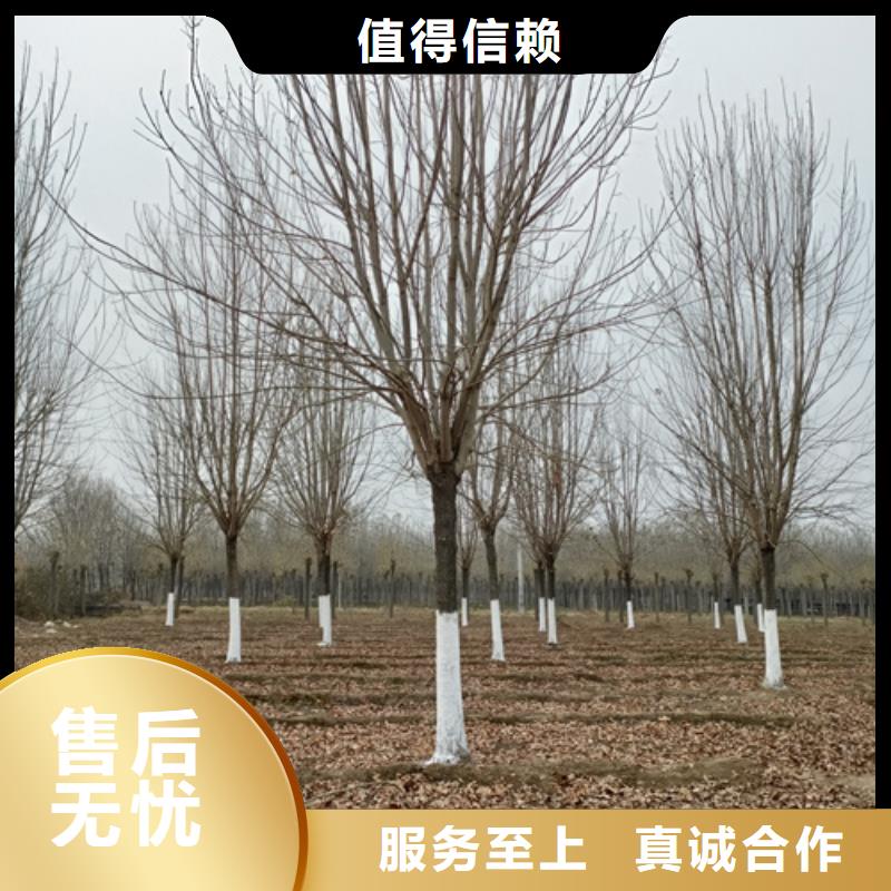 供应速生法桐_诚信厂家