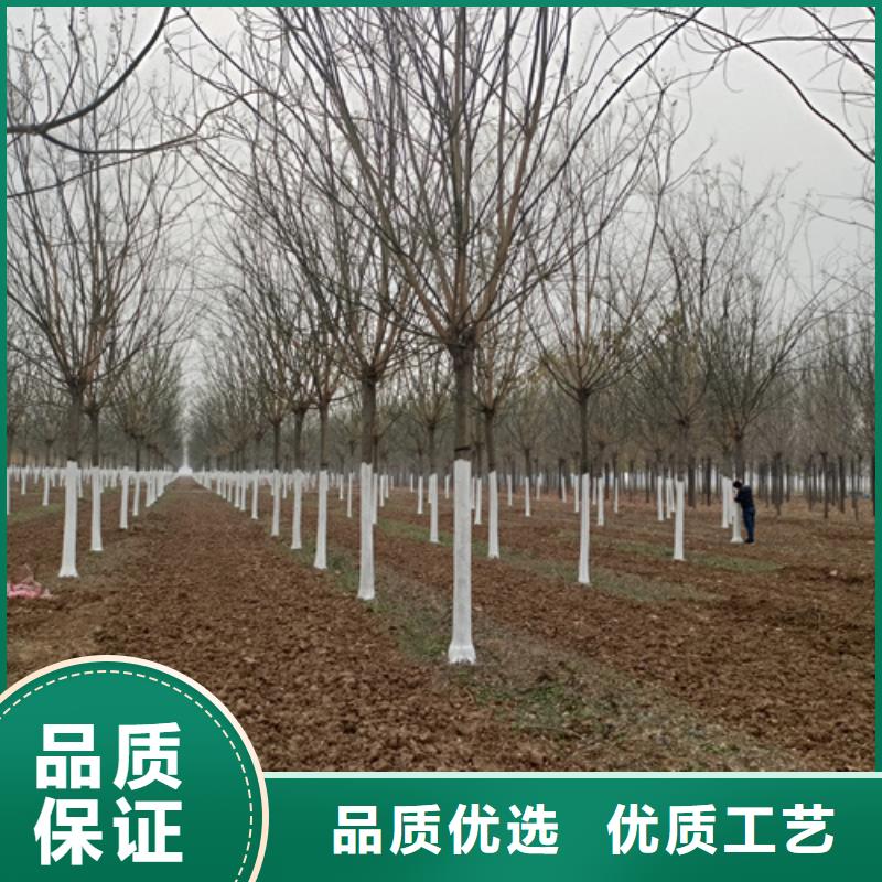 #速生法桐#-价格透明