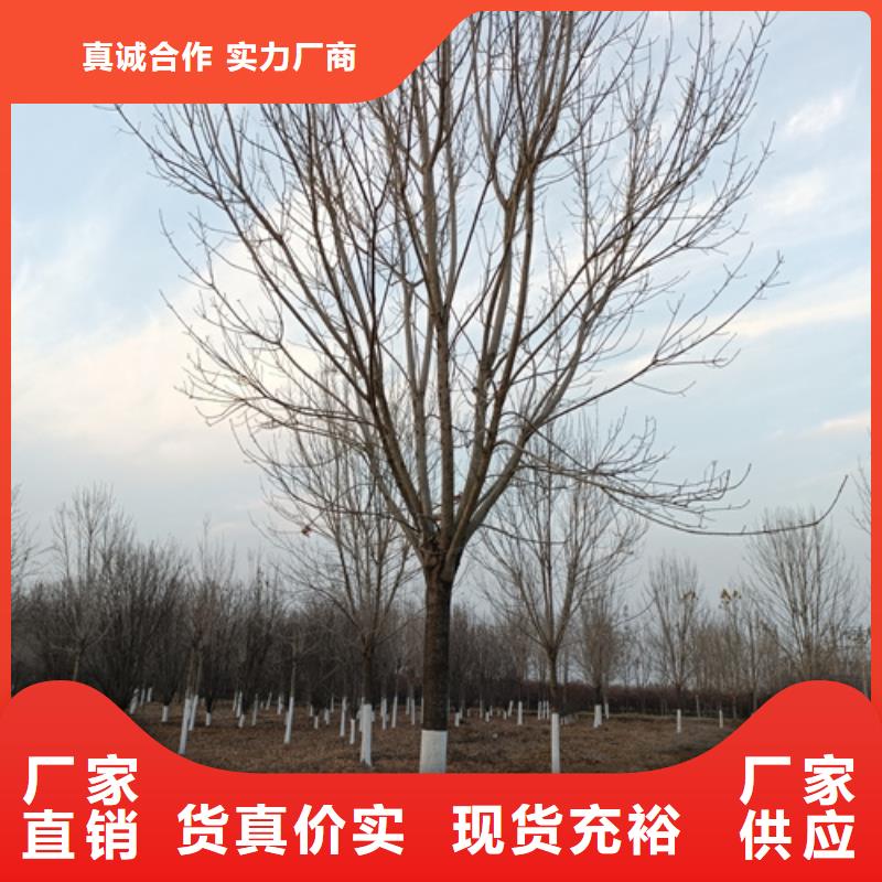 速生法桐基地绿化乔木