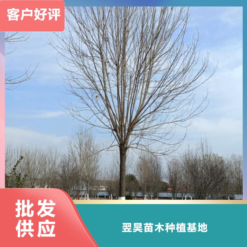 做法桐的廠家