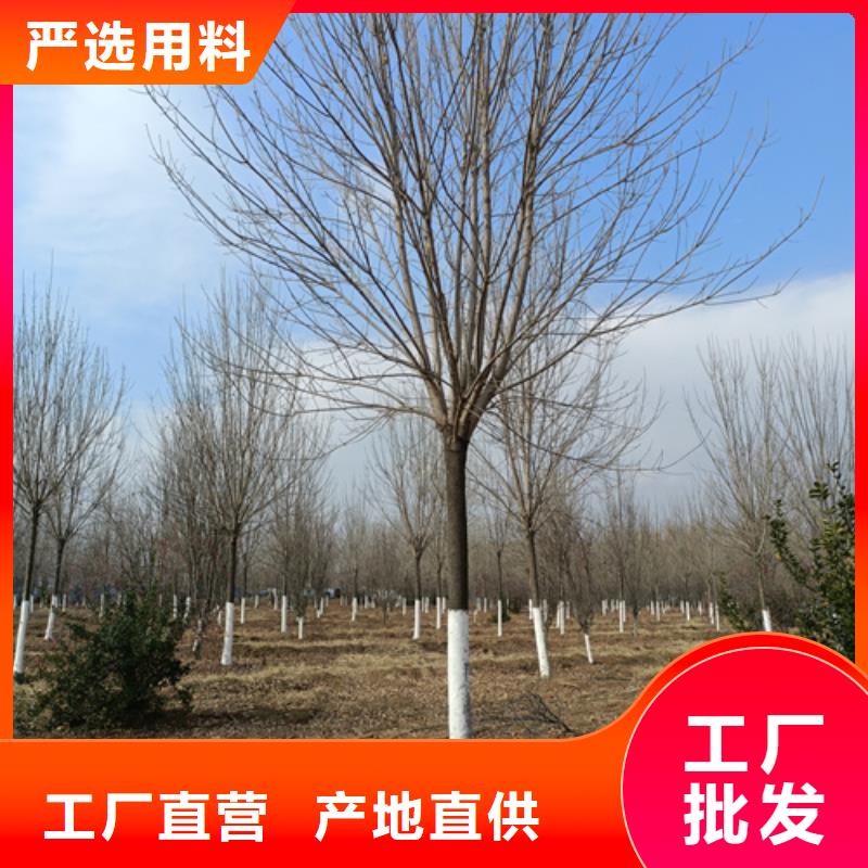 【法桐黄金槐品牌专营】