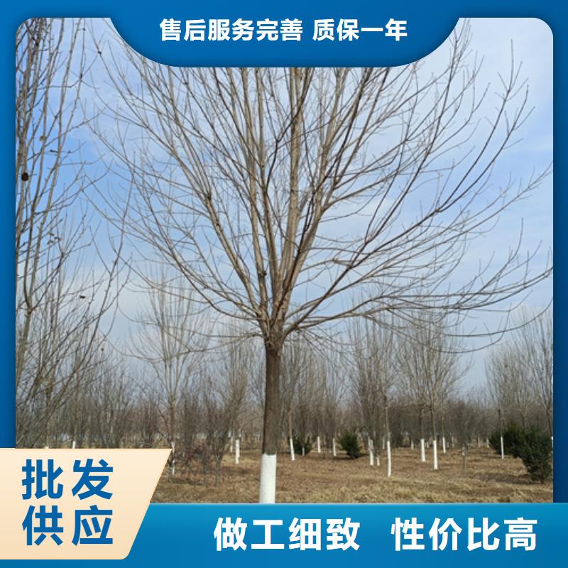 法桐-秋紫白蠟實體誠信經營