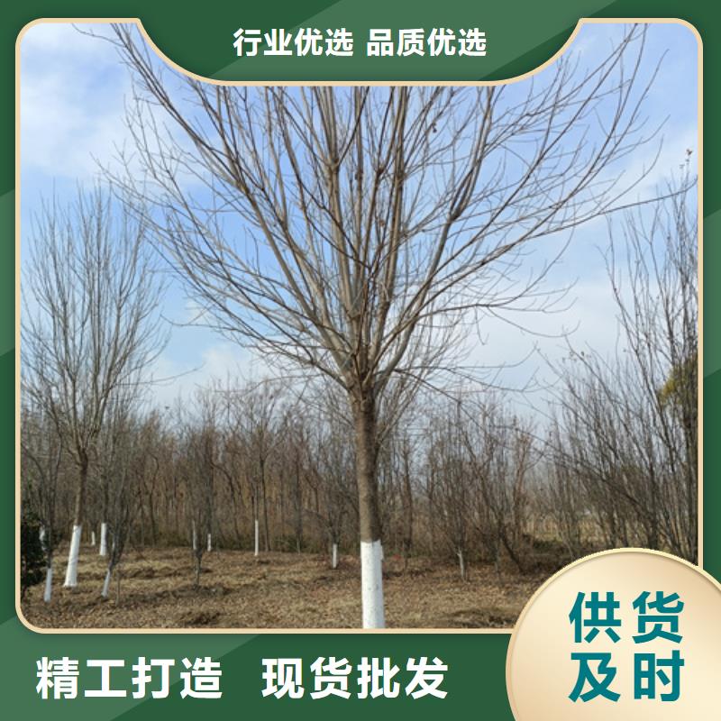 法桐行情質(zhì)量保證綠化喬木
