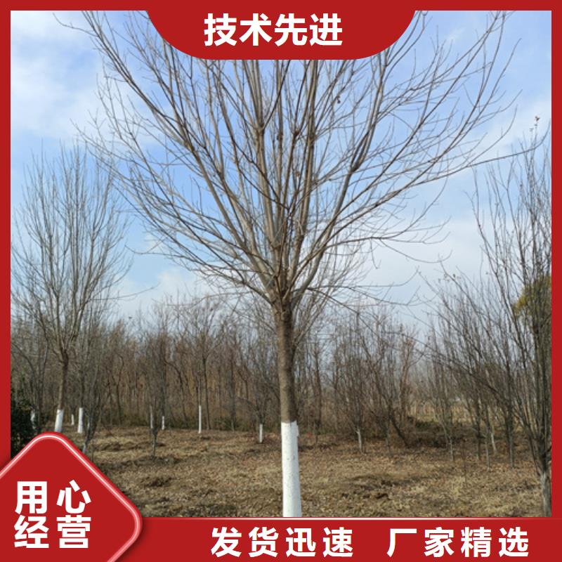 造型法桐销往全国