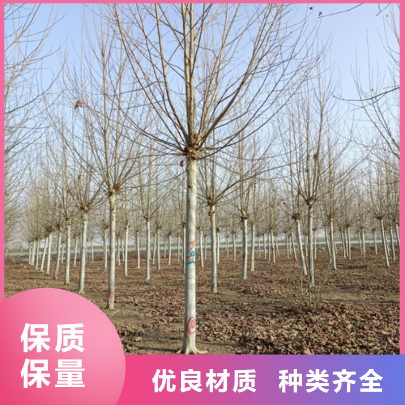 各种规格法桐种植基地绿化乔木
