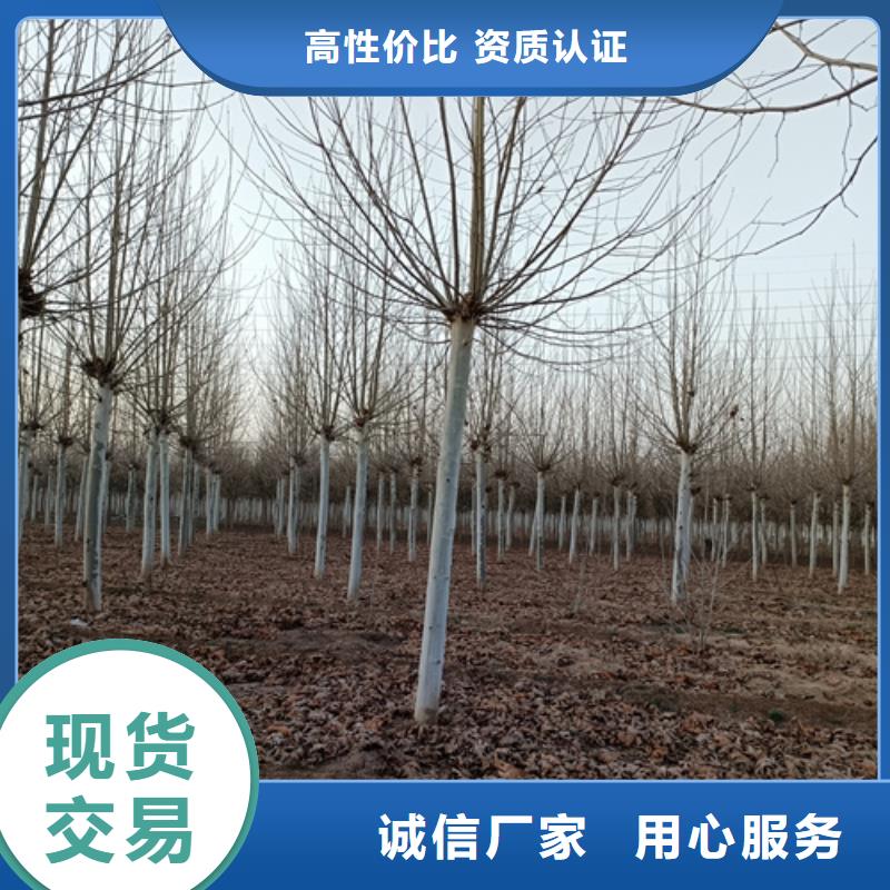 造型法桐-造型法桐本地厂家