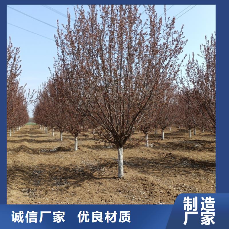 值得信赖的速生法桐批发商