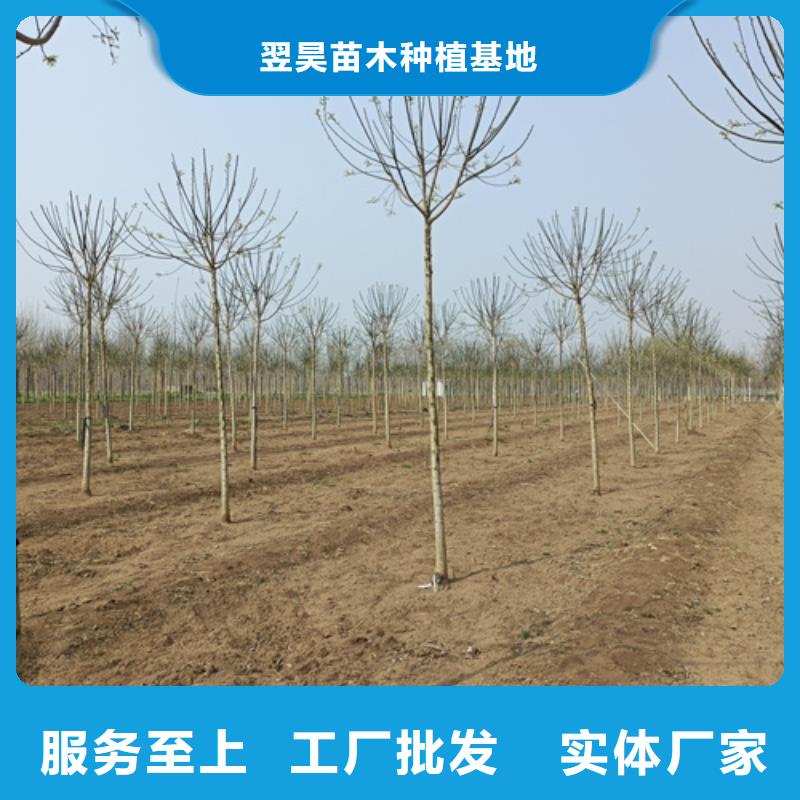 法桐質(zhì)量可靠綠化喬木