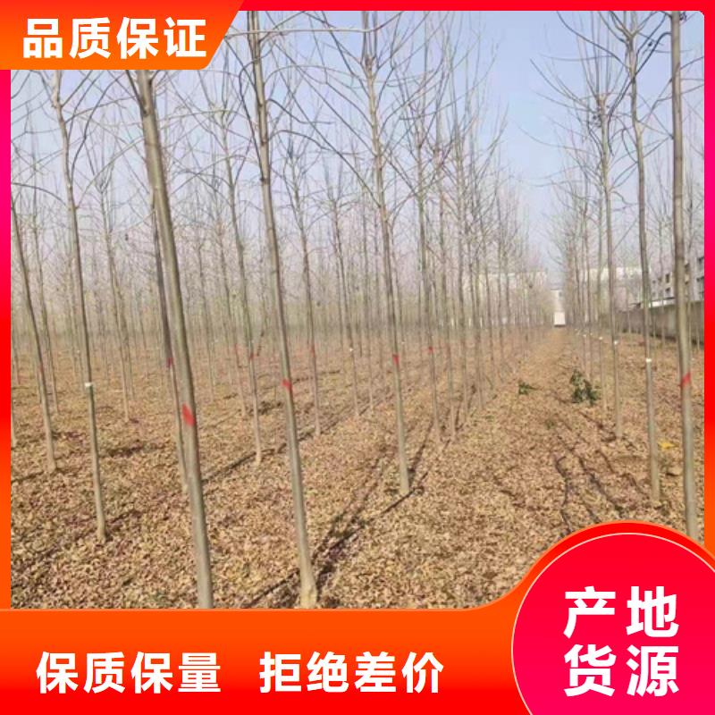 质优价廉的法桐供货商