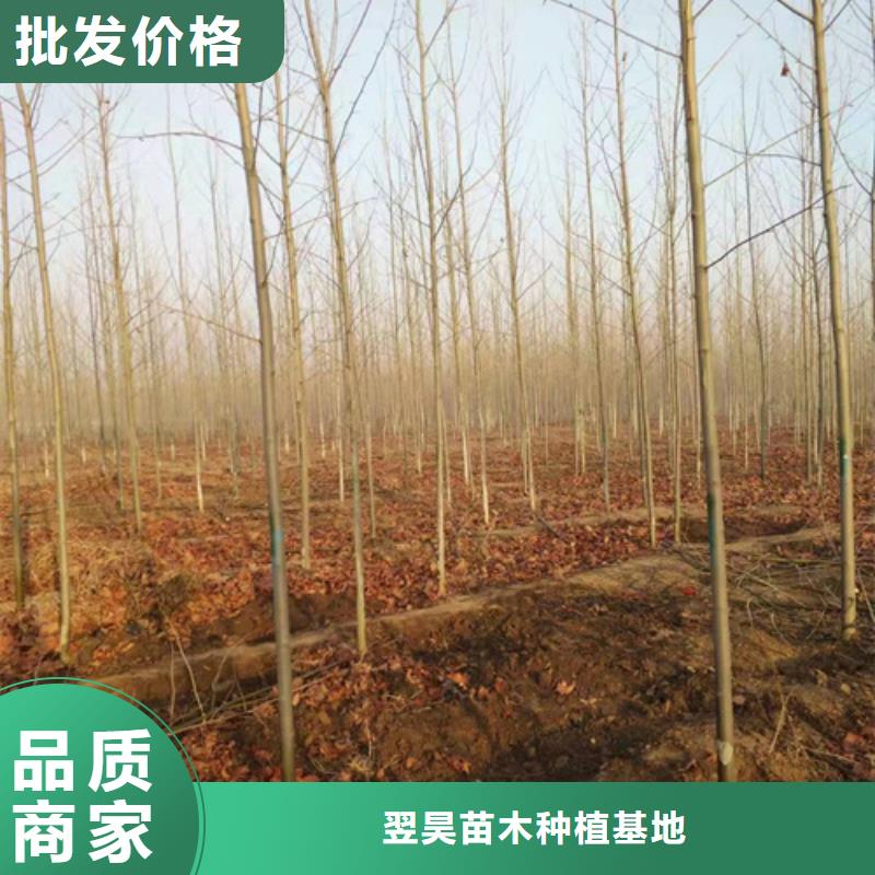 法桐_五角楓24小時下單發貨
