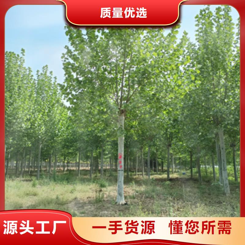 批发法桐基地的基地