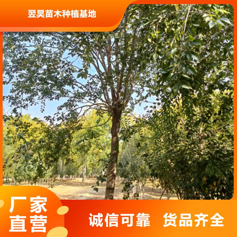 法桐行情品牌:翌昊苗木种植基地