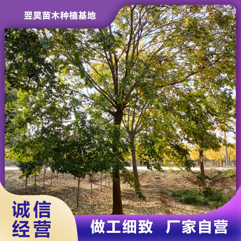 法桐行情找翌昊苗木种植基地