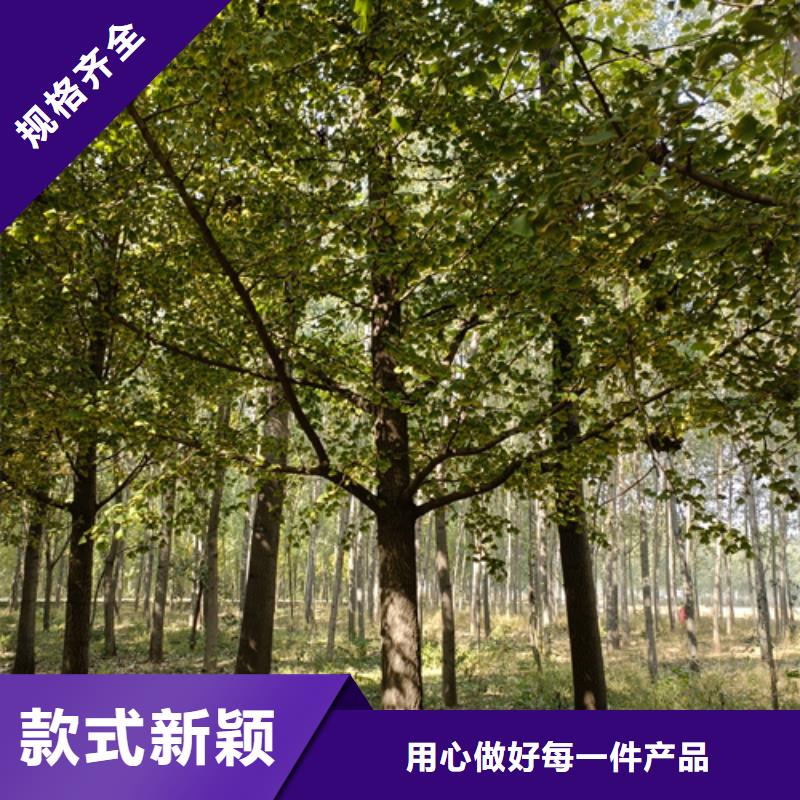 法桐行情-薄利多銷