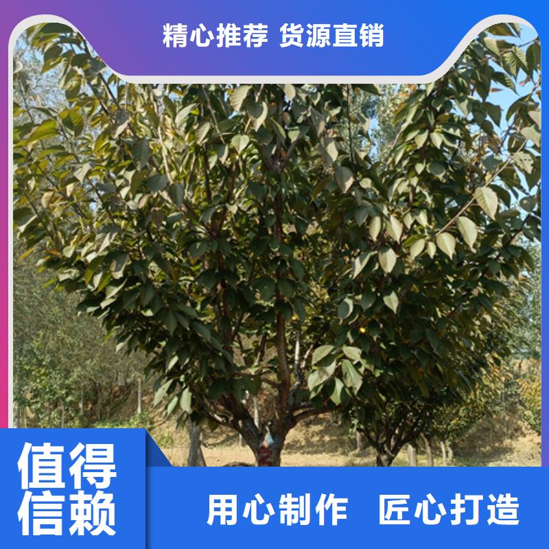 法桐行情找翌昊苗木种植基地