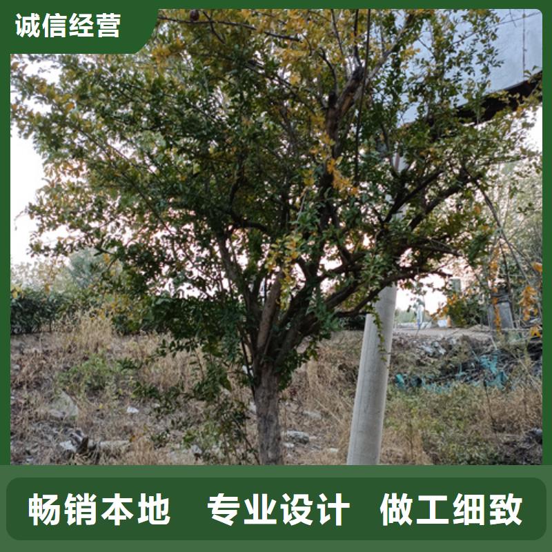 性价比高的造型法桐基地