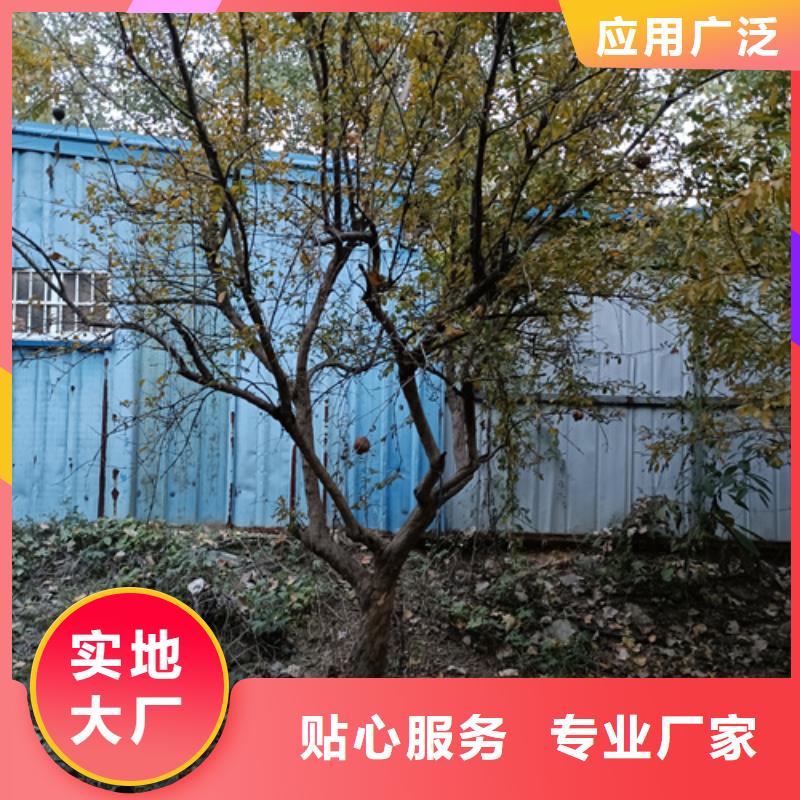 選購法桐行情認準翌昊苗木種植基地