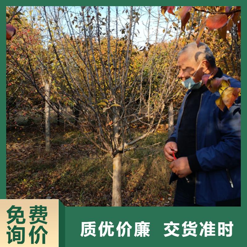 法桐,西府海棠快捷物流