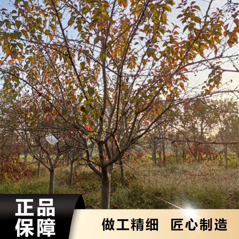 法桐行情找翌昊苗木种植基地