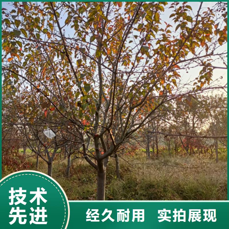 白蜡视频-河南省驻马店市翌昊白蜡可服务区域新蔡|确山|信阳|漯河|鹤壁|南阳等