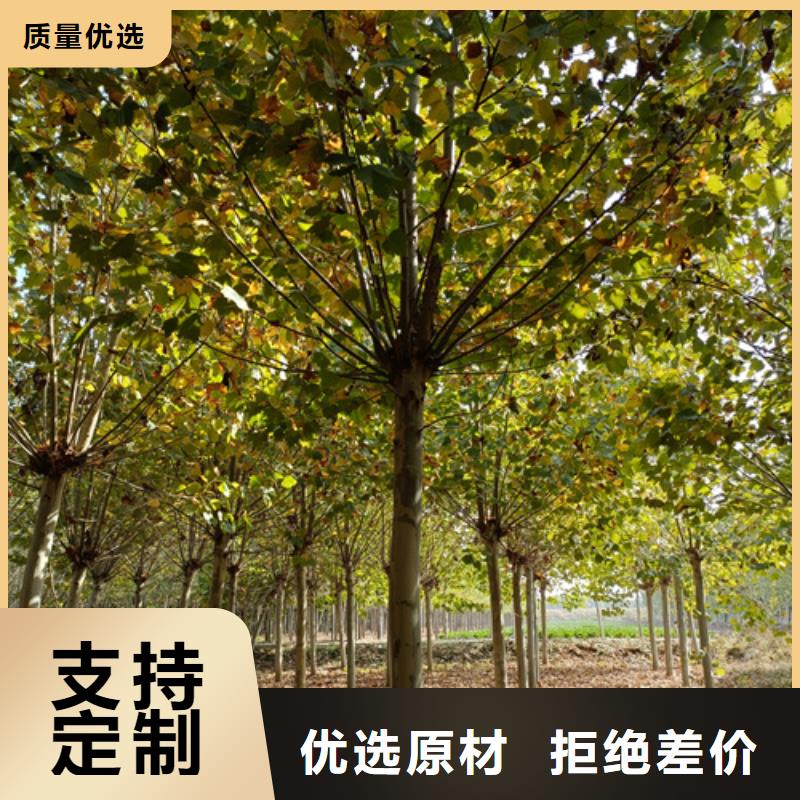 #速生法桐#-价格透明