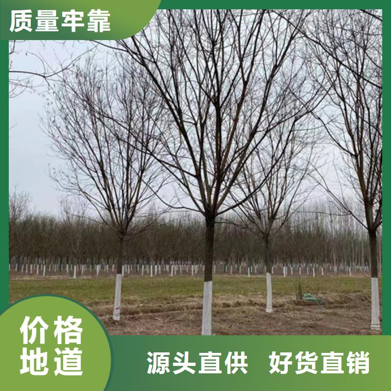 重信誉造型法桐生产厂家