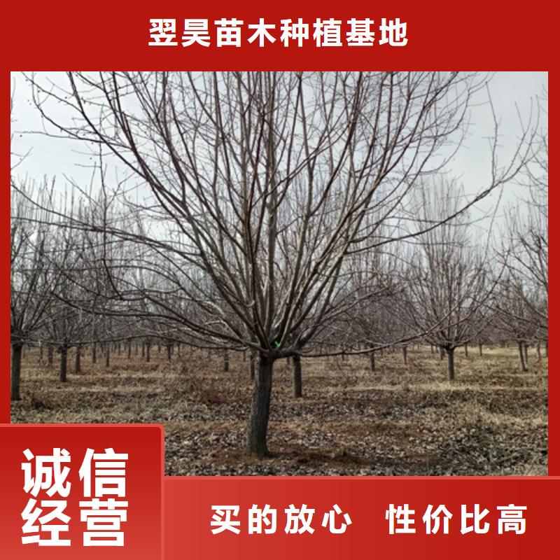 信誉好的速生法桐厂家_质量保证