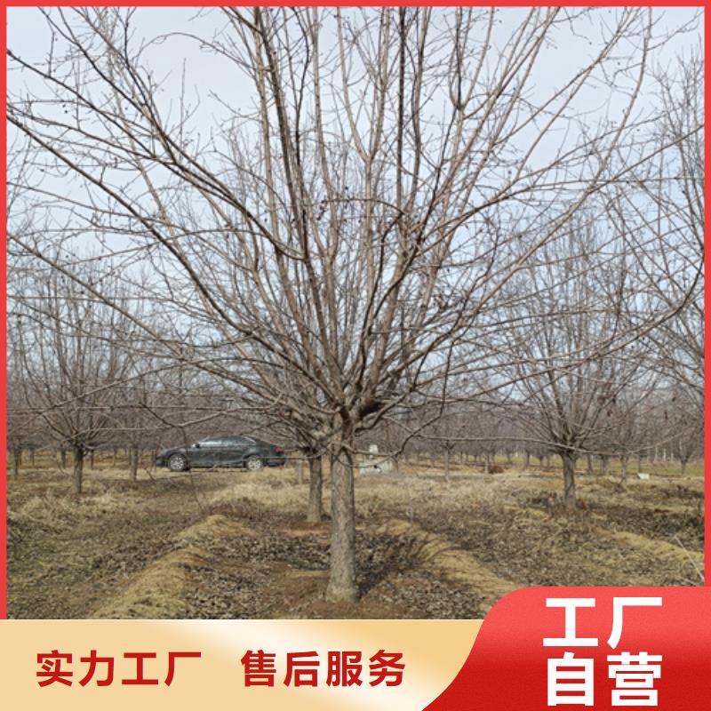 法桐厂家-认准翌昊苗木种植基地