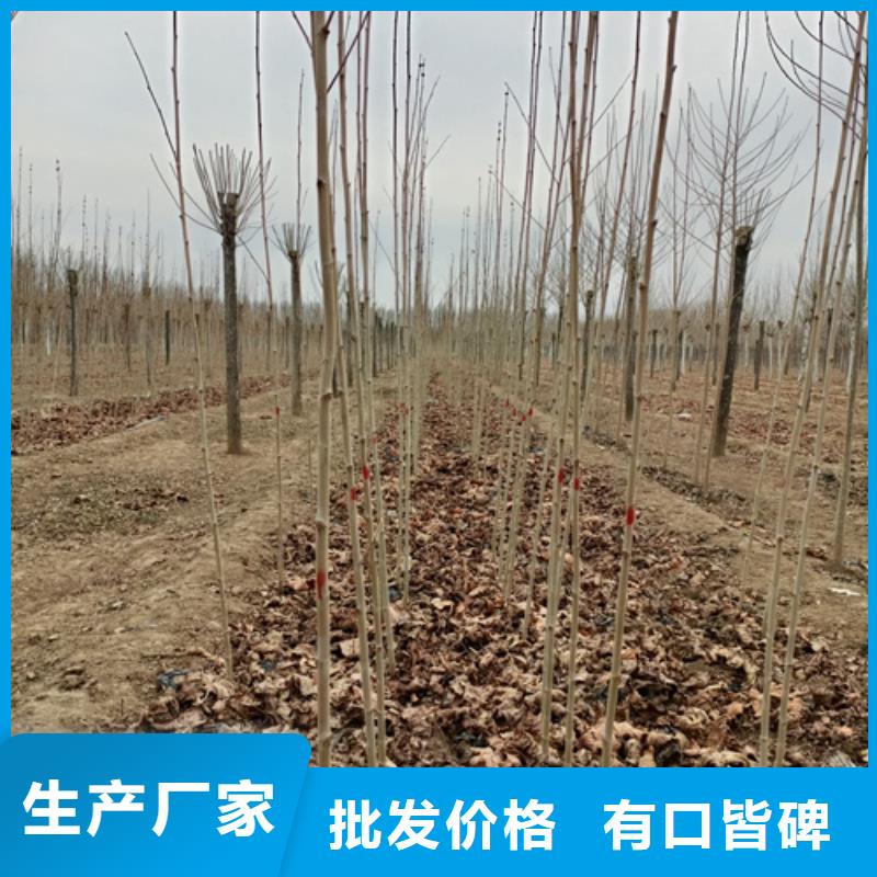 造型法桐质量放心苗木基地