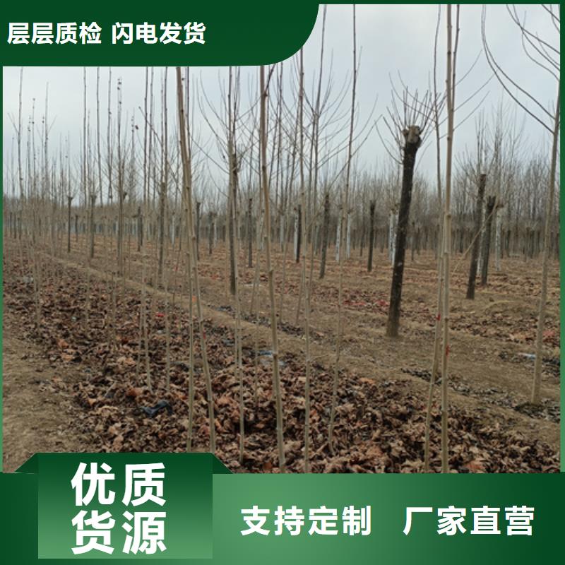 【法桐】,黃金槐廠家十分靠譜