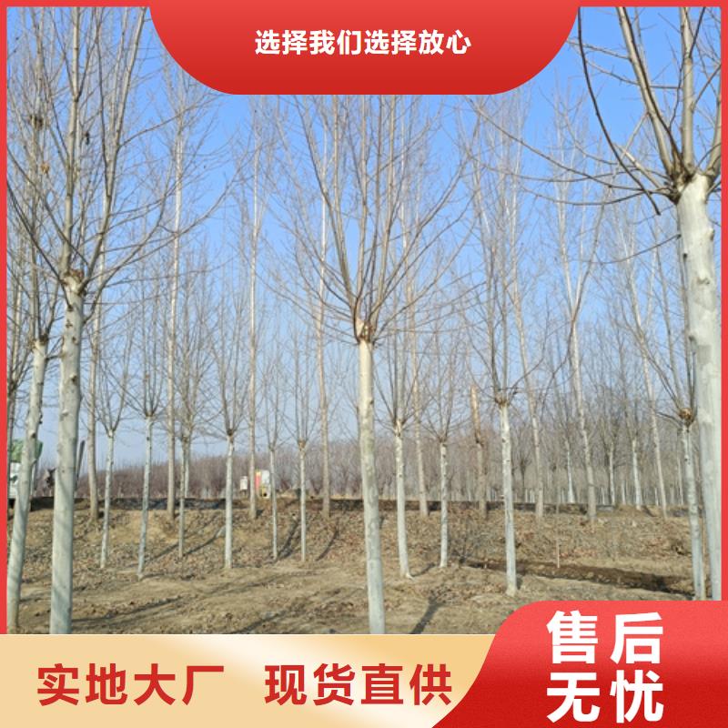 法桐-北京栾源头厂家经验丰富