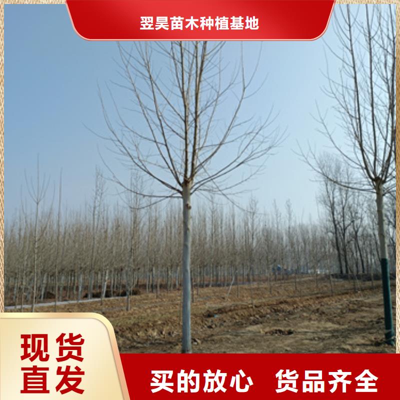法桐炫丽海棠来电咨询