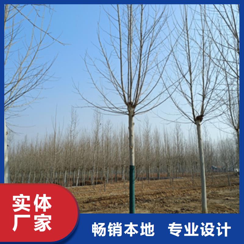 法桐-北京栾源头厂家经验丰富