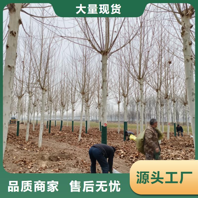 法桐种植基地绿化苗木