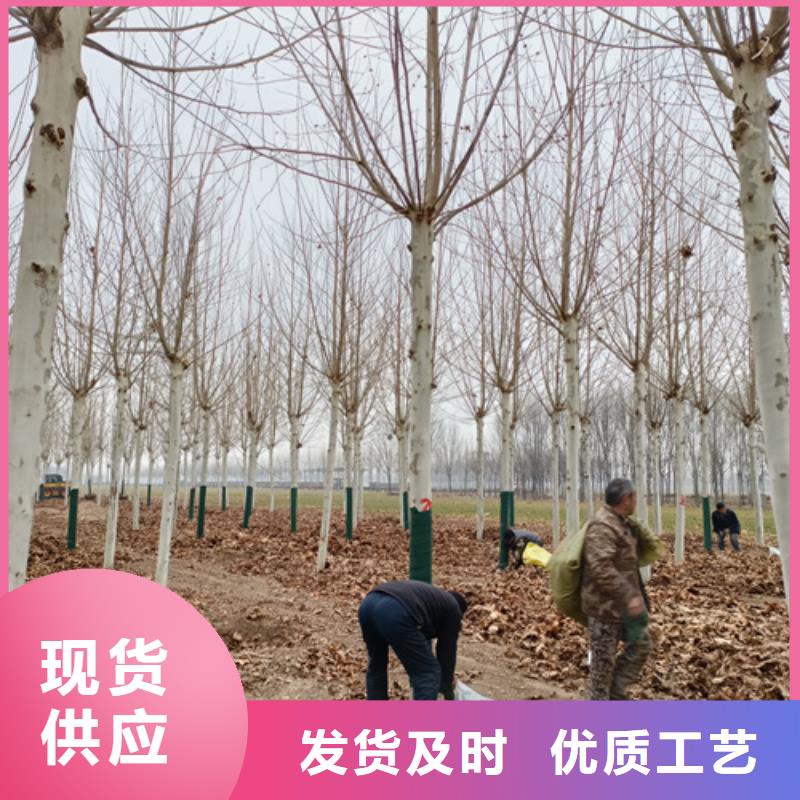 买法桐认准翌昊苗木种植基地