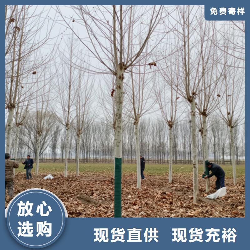 速生法桐实力雄厚绿化乔木
